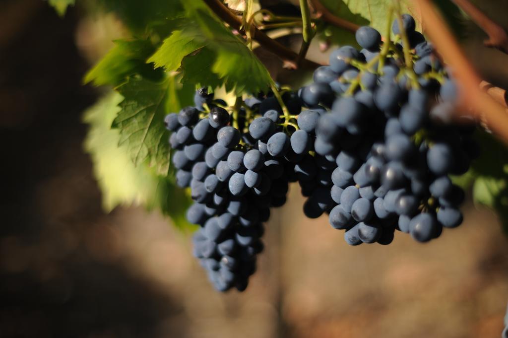 Agriturismo Tenuta Conti Faina フラッタ・トディーナ 部屋 写真
